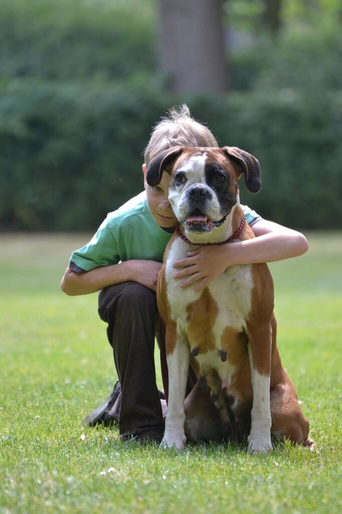 Boxer Dog Playing in Green Ground With a Little Boy