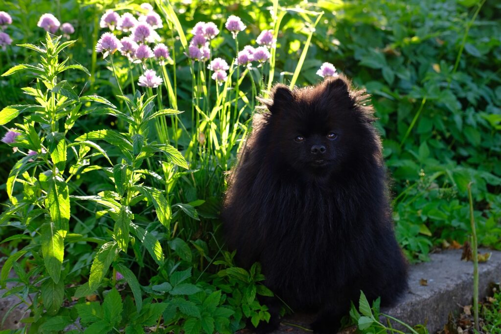  Happy Black Pomeranians sitting within grass