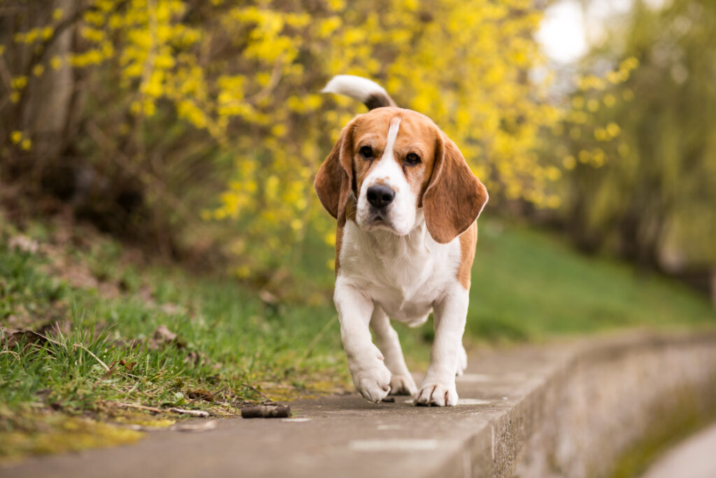 Happy Beagle Walking on Road side
